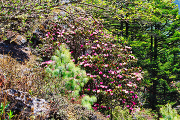 Pink Rhododendron flowers cover the lower hillsides of Nepal in a riot of glorious colours during...