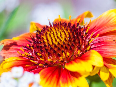 Close up shot macro photo of flower 