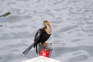 Anhinga