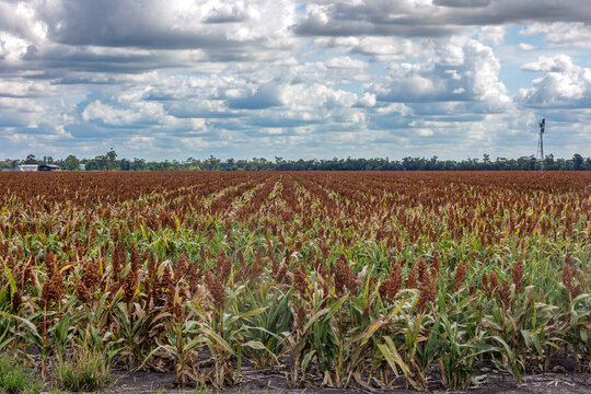 A field of sorghum, a grain crop used for food, fodder and biofuel, in rows and nearing harvest time on a crop farm with sky and clouds near Dalby in Queensland, Australia.