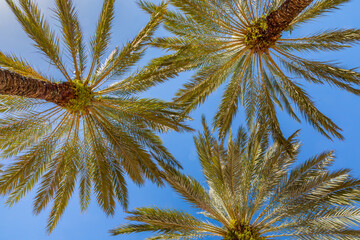 Urban Palm Tree Canopy along Ocean Drive in South Beach Florida offers shade and cooling