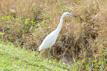 Heron