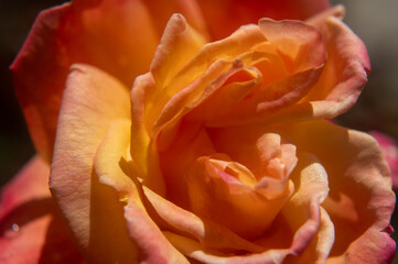 Closeup of a rose flower
