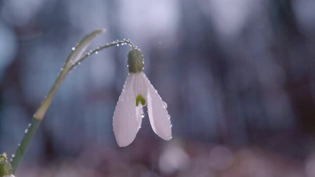 SLOW MOTION, CLOSE UP, DOF: A dewy gentle white snowbell flower sways gently in the after rain sunlight coming through the trees. After the springtime rain the flower is looking crisp and refreshed.