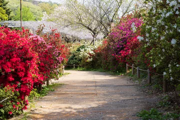 Foto op Canvas 日本の風景・春　あしかがフラワーパーク　ツツジ © Yuta1127