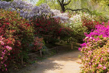 Wandcirkels tuinposter 日本の風景・春　あしかがフラワーパーク　ツツジ © Yuta1127