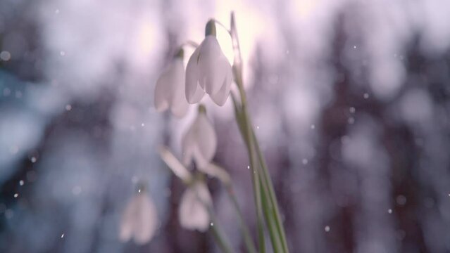 SLOW MOTION, CLOSE UP, DOF: A fresh spring mist starts falling upon a cluster of white snowbell flowers. Bright sunlight protrudes through the trees above. Mist falls in the background full of light.
