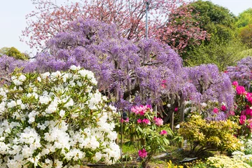 Keuken spatwand met foto 日本の風景・春　あしかがフラワーパーク　多種多彩な花々 © Yuta1127