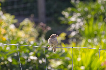 A Little Sparrow on a Fence