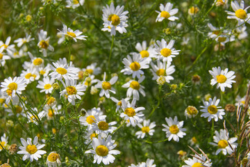 Wild Daisies Blooming in the Summer