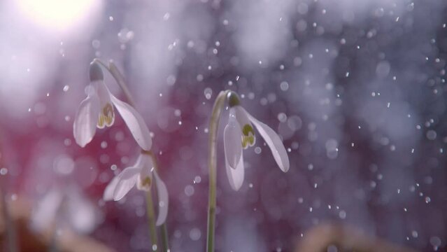 SLOW MOTION, CLOSE UP, DOF: Springtime rain starts falling upon three white snowbell flowers. Pink sun light encloses the forest behind. Rainy mist sparkles in the sun rays coming through the trees.
