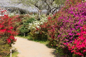 Tafelkleed 日本の風景・春　あしかがフラワーパーク　ツツジ © Yuta1127