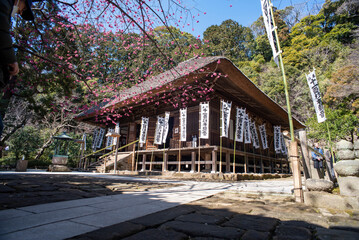 鎌倉243　杉本寺3　桜