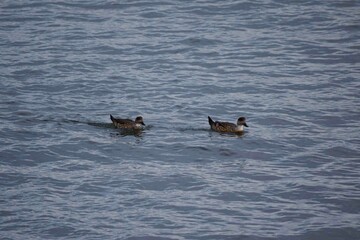 Un par de patos crstones, (Lophonetta speculariodes), nadan sobre el mar cercano a la costa en la Patagonia, Argentina.