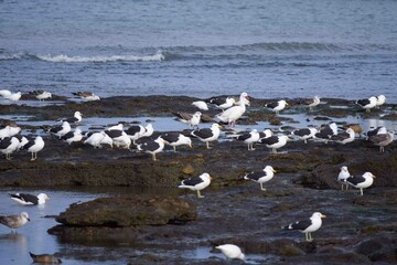 Grupo de aves, posando en las rocas de la restinga, en la costa del mar argentino en la Patagonia, gaviotas cocineras ( adultos y juveniles), patos crestones, y Coscoroba. 