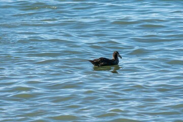 Petrel de barbilla blanca,  (Procellaria aequinoctialis) cercano a la costa, posado en el mar , en...