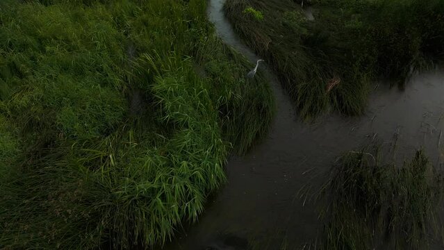 Hern aerial view sitting in a grassy river in summer