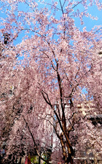 京都の六角堂の枝垂れ桜