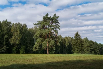 Fotobehang A single pine tree in a meadow against the background of a birch grove in the Great Zvezda part of the Pavlovsky Palace and Park Complex on a sunny summer day, Pavlovsk, St. Petersburg, Russia © Ula Ulachka