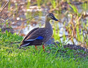 水辺のカルガモ