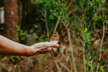 BIRD EATING OUT OF HAND