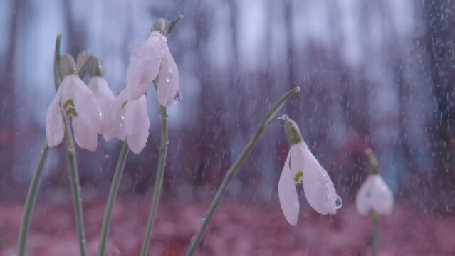 SLOW MOTION, CLOSE UP, DOF: Droplets of springtime rain falling off the petals of a snowbell flower. Fresh water drops hanging off the gentle white petals and slowly sliding down to the forest floor.