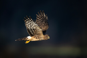 Northern harrier hawk close-up flight in late afternoon light