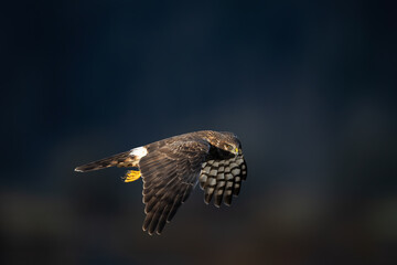Northern harrier hawk close-up flight in late afternoon light