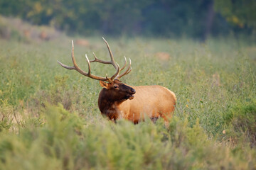 Male elk during rut in Montana