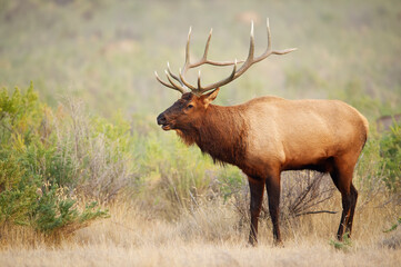 Naklejka na ściany i meble Male elk during rut in Montana