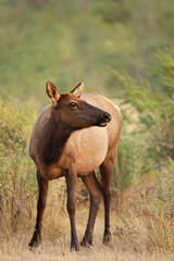 Female elk during rut in Montana