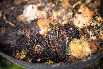 worms in compost pile. making a thermophilic compost with soil biology for fertilizer on a farm in...