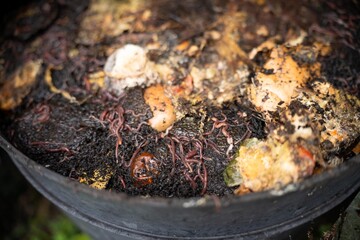 worms in a compost bin in a garden, microorganisms and soil biology, with nematodes and fungi under the microscope..