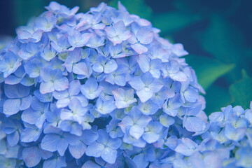 紫陽花_梅雨_アジサイの写真