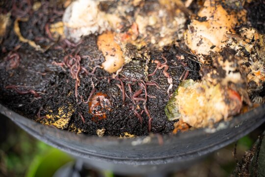 vegetable waste in a compost bin with worms breaking them down