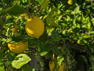 Garden lemon tree with ripe fruit on sunny day. Mature and juicy yellow lemons surrounded by green branches and leaves. Detail of citrus tree branch with blurred background.