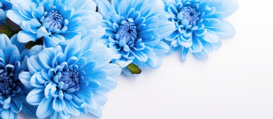 Close-up of a fresh bouquet of blue chrysanthemums on a white background, with space for text.