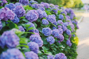 たくさんの紫陽花