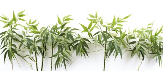 Lush bamboo plants isolated on a white backdrop.