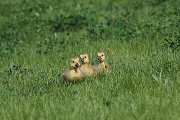 Goslings