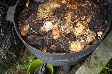 vegetable waste in a compost bin with worms breaking them down