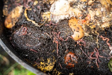 vegetable waste in a compost bin with worms breaking them down