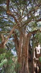 Fototapeta premium Underside of the canopy of the Tule Tree in Santa Maria del Tule, Oaxaca, Mexico