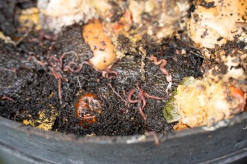 worms in a Compost pile, organic thermophilic compost turning in Australia earthworms in a worm farm
