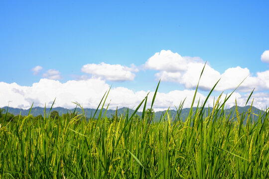 views of green rice fields and the natural mountains of Salak Bogor