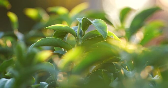 Green tea tree fresh leaves in eco herbal farm. Tree tea plantations in morning sun light. Freshness herbal natural garden farmland. Drinking organic relax heath plant. Green tea tree in farm