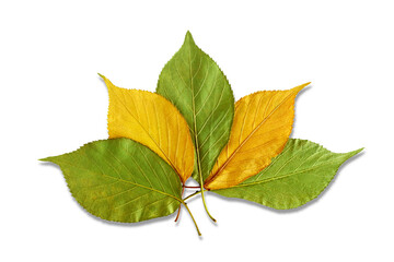 Fototapeta premium colorful green yellow leaves texture in cutout transparent background,png format 