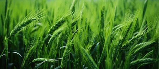 Fototapeta premium A close up of a field of green wheat, a terrestrial plant in the grass family, swaying in the wind, part of the natural landscape in agriculture