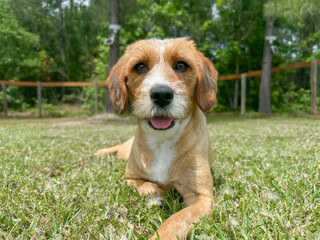 Close-up shot of a Beagle-Terrier Mix Dog lying in grass and panting