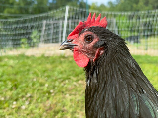 Australorp Chicken Hen looking at camera while walking